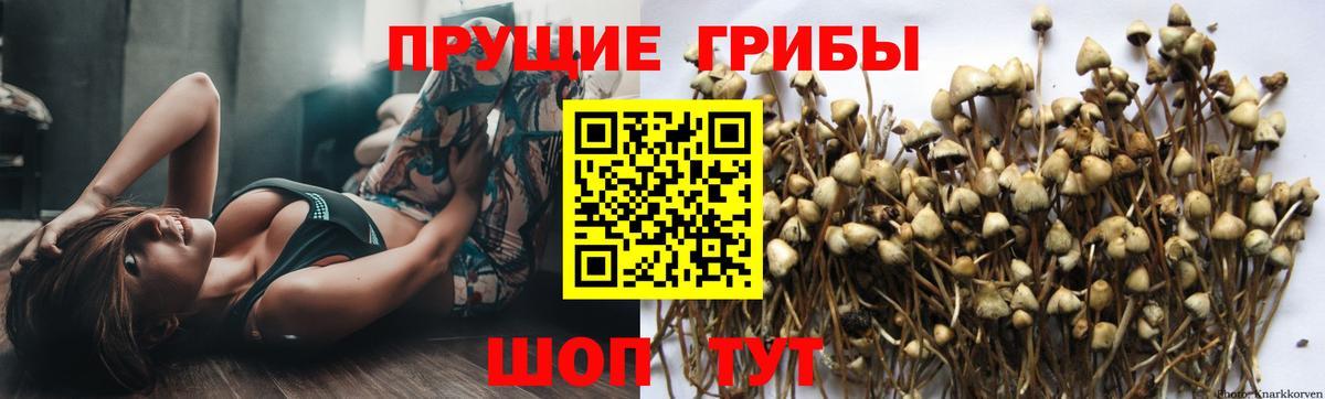 Галлюциногенные грибы прущие грибы Лабытнанги